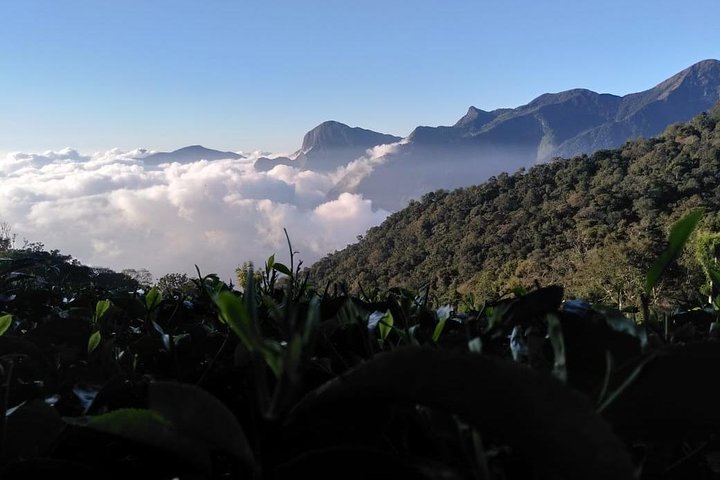 Tour del amanecer en Top Station, Munnar (Por Munnar Info)