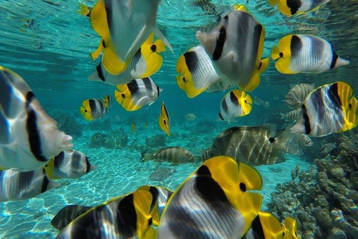1/2 giornata Tahaa Coral Garden - partenza Raiatea / ideale per crocieristi