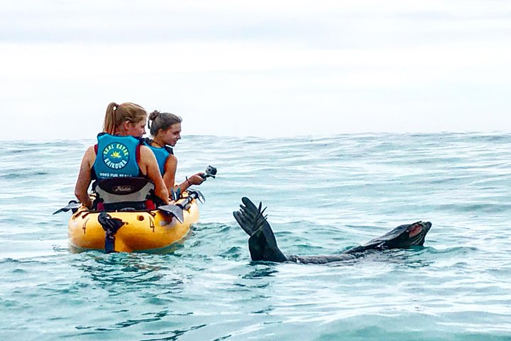 Aventura en kayak con focas en Kaikoura