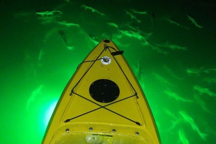 Sharkeys fisk med glasbotten matar LED Night Tour St. Pete Beach