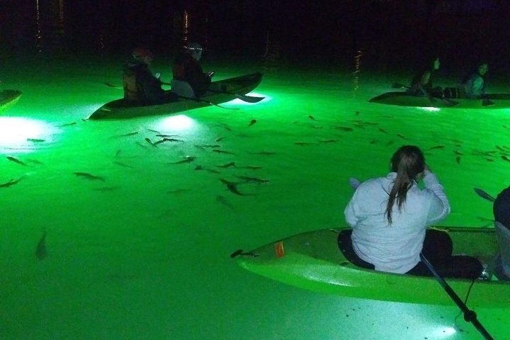 Sharkeys fisk med glasbotten matar LED Night Tour St. Pete Beach