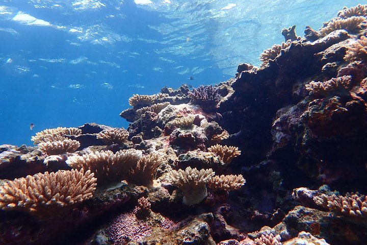 Plongée avec tuba sur l'île fantôme d'Okinawa Ishigaki et la grotte bleue