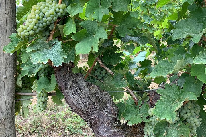 Visites des vignobles de la Loire en anglais au départ de Chinon