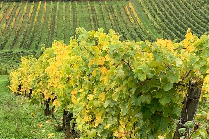 Visites des vignobles de la Loire en anglais au départ de Chinon