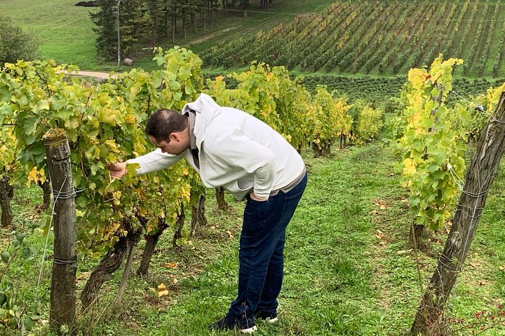 Visites des vignobles de la Loire en anglais au départ de Chinon