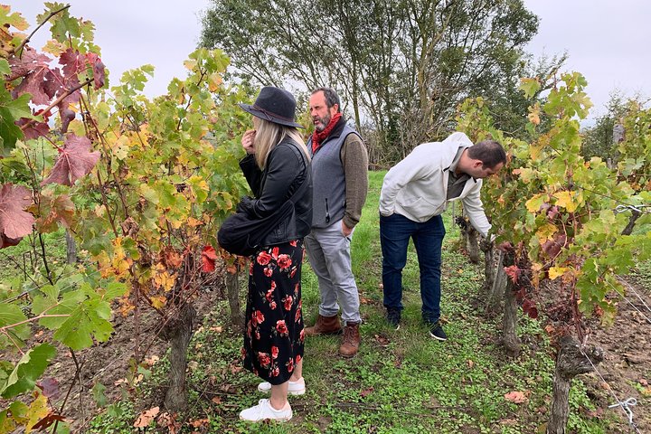 Visites des vignobles de la Loire en anglais au départ de Chinon