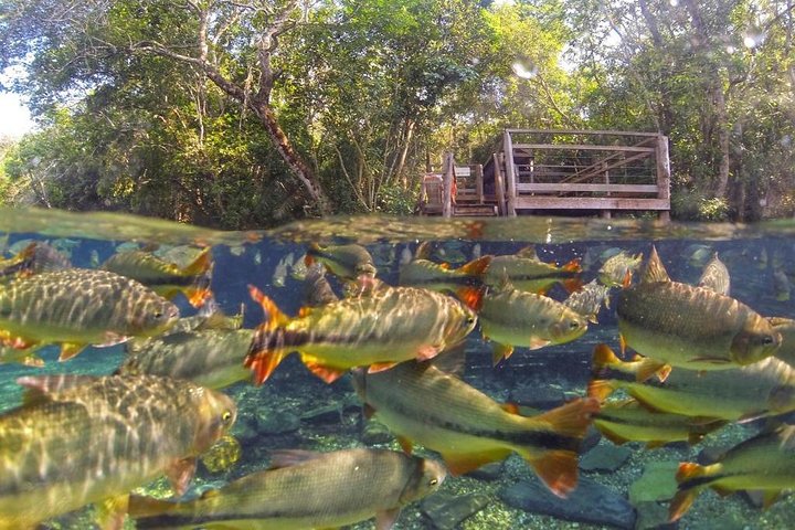 Ohne Anstehen: Recanto Ecologico Rio da Prata Ticket inklusive Trail & Schnorcheln