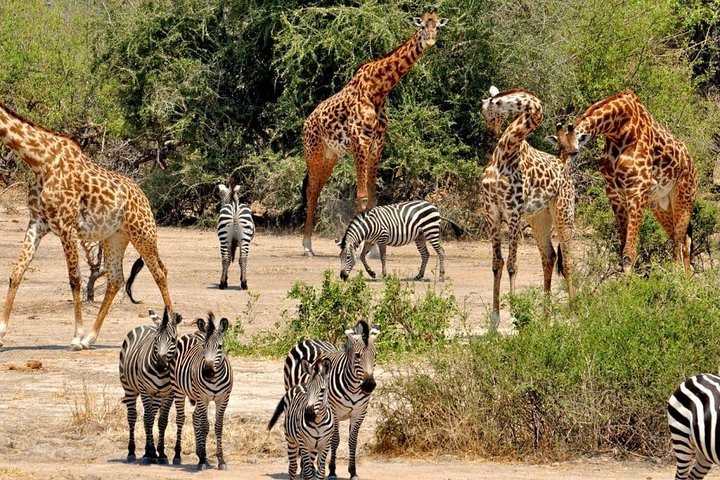Safari di 8 giorni nel circuito meridionale della Tanzania