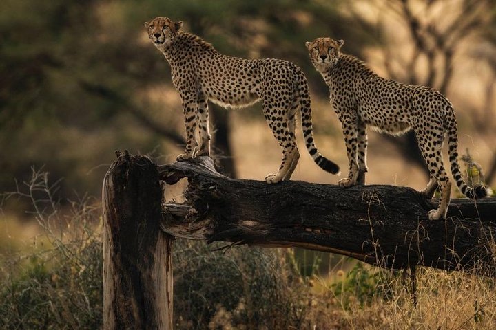Safari di 8 giorni nel circuito meridionale della Tanzania