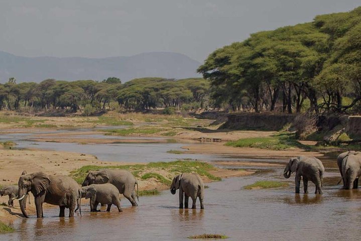 Safari di 8 giorni nel circuito meridionale della Tanzania
