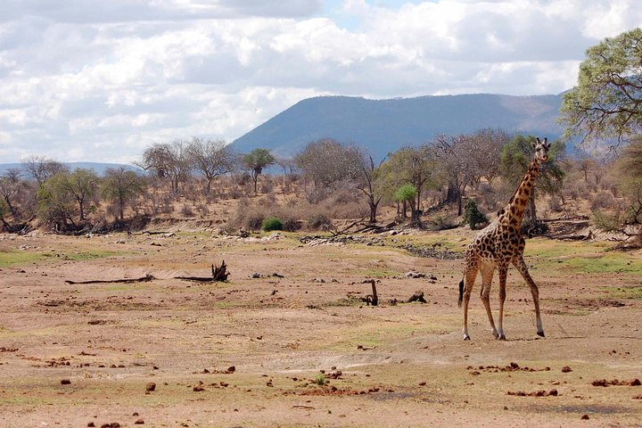 Safari di 8 giorni nel circuito meridionale della Tanzania