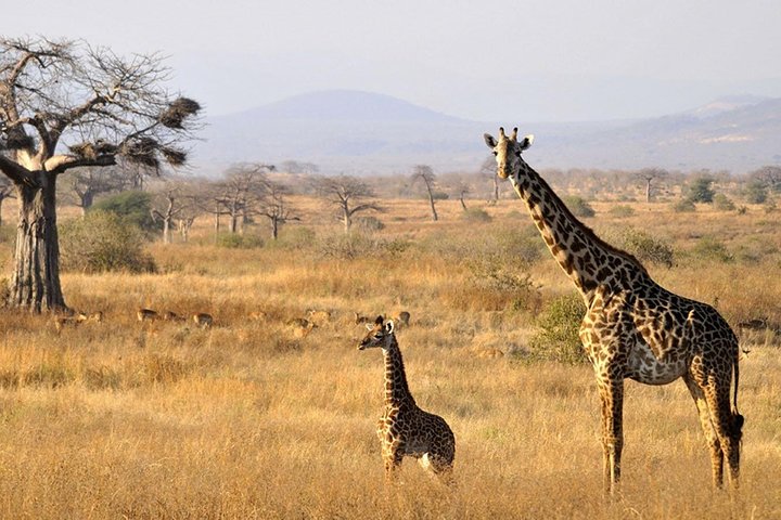 Safari di 8 giorni nel circuito meridionale della Tanzania