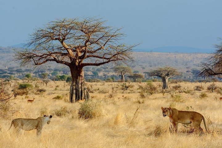 Safari di 8 giorni nel circuito meridionale della Tanzania