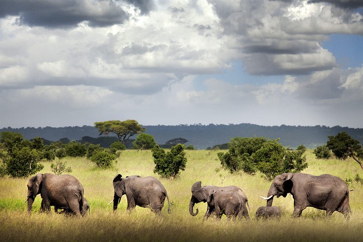 Safari di 8 giorni nel circuito meridionale della Tanzania