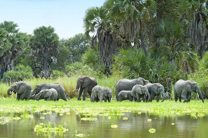 Safari di 8 giorni nel circuito meridionale della Tanzania