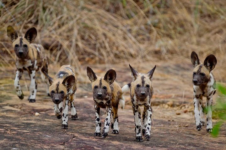 Safari di 8 giorni nel circuito meridionale della Tanzania