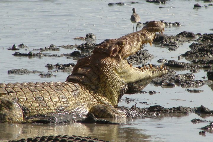 Safari di 8 giorni nel circuito meridionale della Tanzania