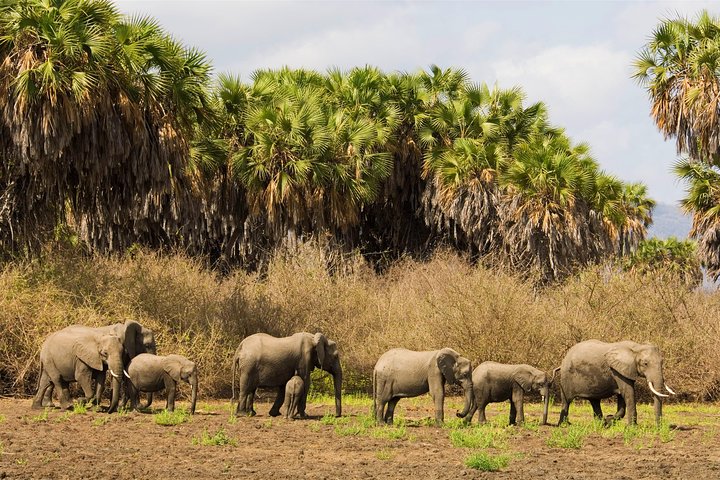 Safari di 8 giorni nel circuito meridionale della Tanzania