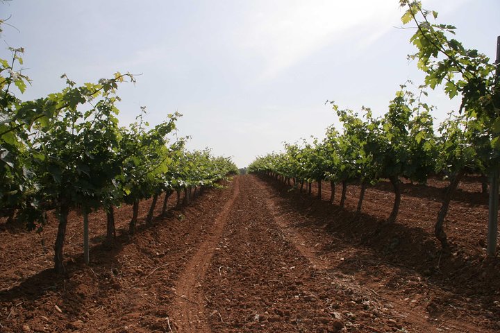 Visita y degustación de vinos con embutido y queso BODEGA PIRINEOS
