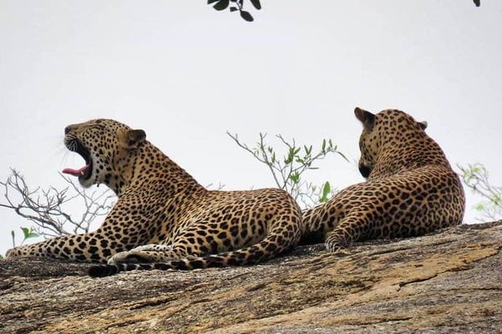 Wilpattu National Park 4 uur durende safari | met Natuuronderzoeker