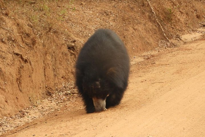 Wilpattu National Park 4 uur durende safari | met Natuuronderzoeker
