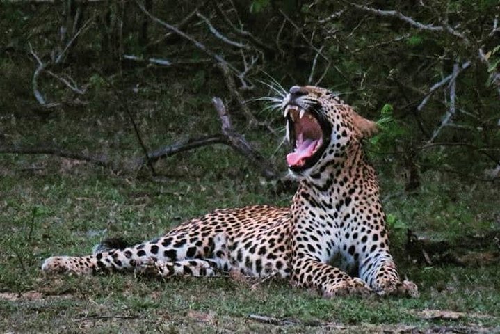 Wilpattu National Park 4 uur durende safari | met Natuuronderzoeker