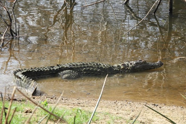 Wilpattu National Park 4 uur durende safari | met Natuuronderzoeker