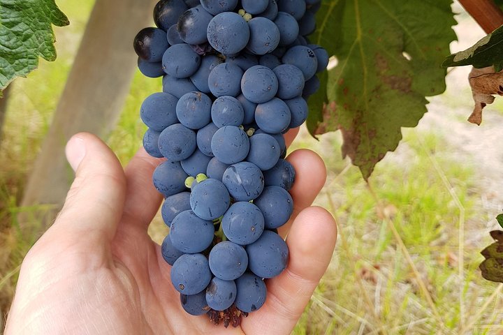 Jóias escondidas do rio Margaret: vinho, almoço Italiano e alimentação emu