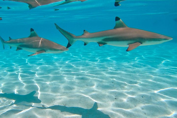 Half Day Tour : Moorea Snorkeling & Sailing on a Catamaran named Taboo