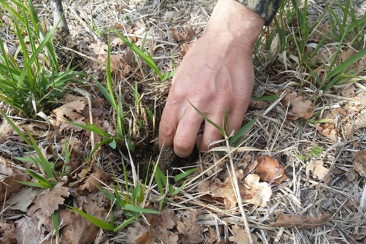 Truffle Hunt & Bio Lunch in Assisi