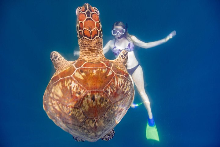 Cook Islands Turtle and Ray Tour