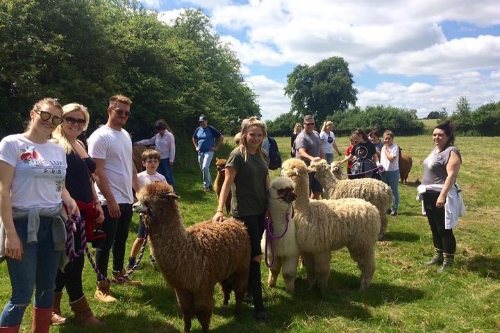 Esperienza di 2 ore nella fattoria degli alpaca a Kenilworth