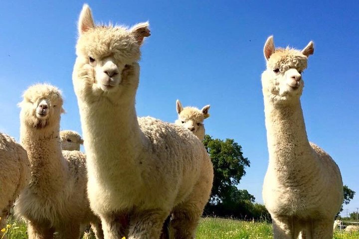 Esperienza di 2 ore nella fattoria degli alpaca a Kenilworth
