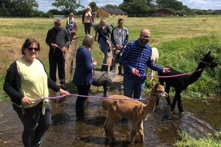 Esperienza di 2 ore nella fattoria degli alpaca a Kenilworth