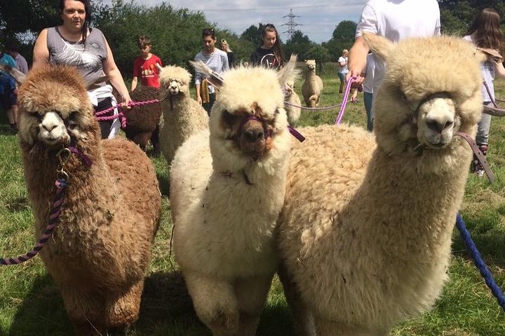Esperienza di 2 ore nella fattoria degli alpaca a Kenilworth