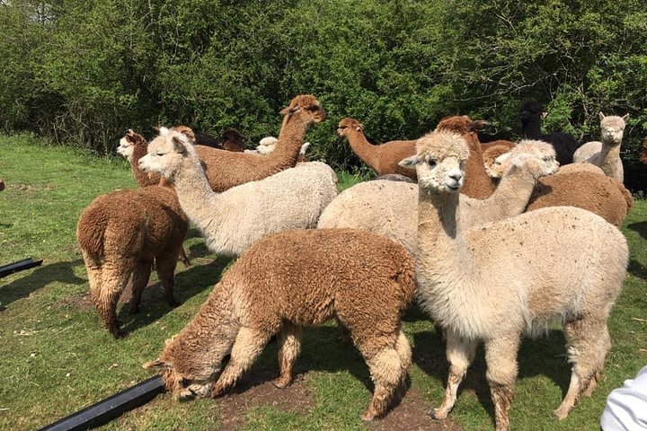 Esperienza di 2 ore nella fattoria degli alpaca a Kenilworth
