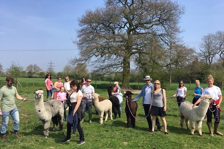 Esperienza di 2 ore nella fattoria degli alpaca a Kenilworth