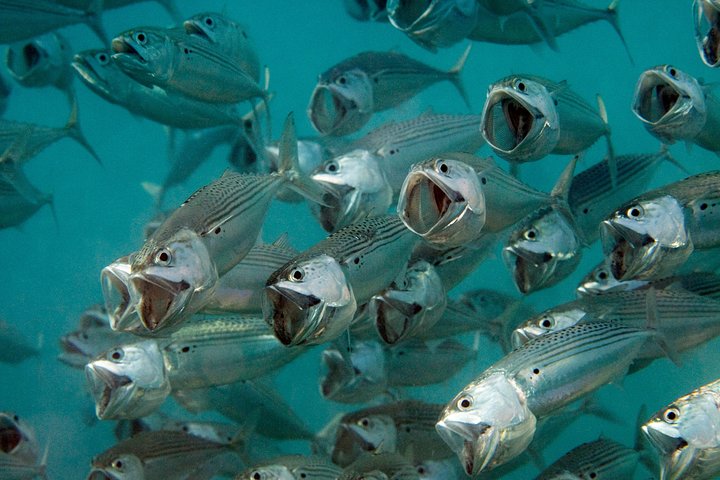 Ilha Menjangan para mergulhadores certificados, passeio de barco de dia inteiro, 2 mergulhos + almoço