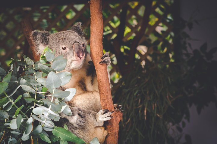 Eksklusiv Blue Mountains Wildlife og Bushwalk tur fra Sydney