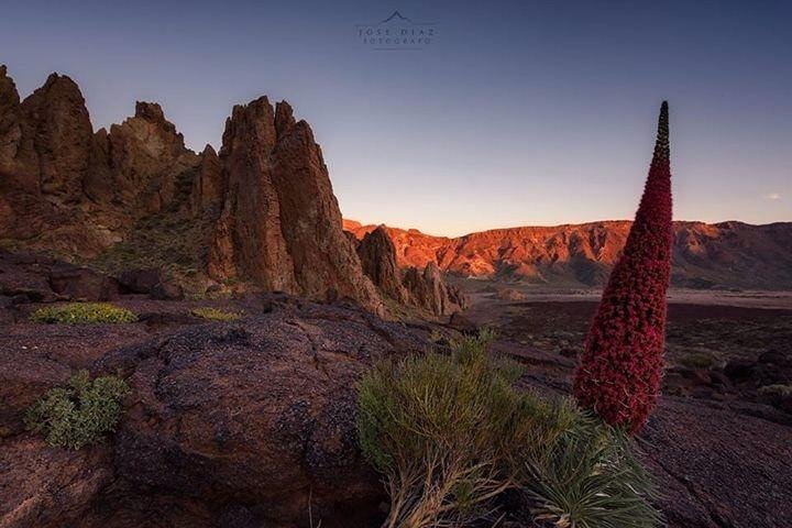Teide Halvdagstur med buss gjennom nasjonalparken