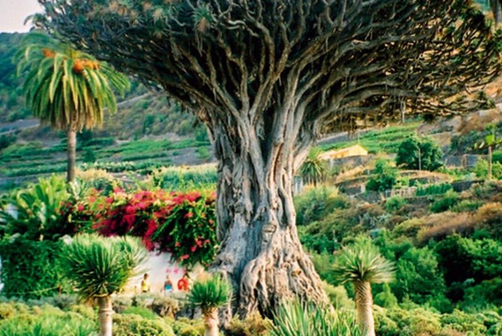 Teide-Icod-Garachico-Masca Dagstur med buss på Tenerife