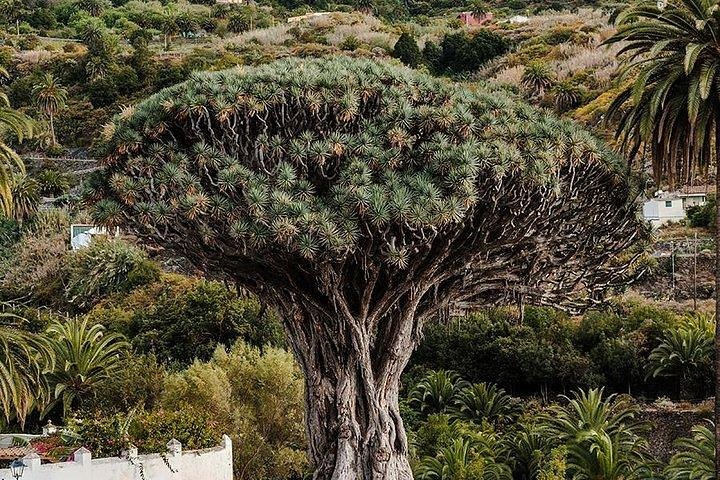 Teide-Icod-Garachico-Masca Dagstur med buss på Tenerife