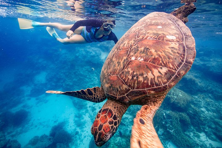 Cook Islands Turtle and Ray Tour