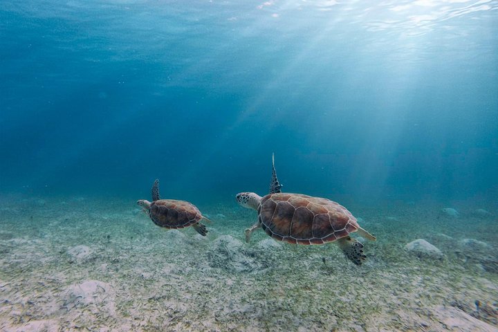 Culebra Snorkel avec Tortues & Flamenco Beach Adventure en Ferry