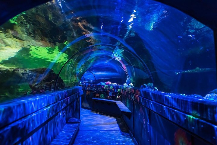 シーライフブライトン入場券