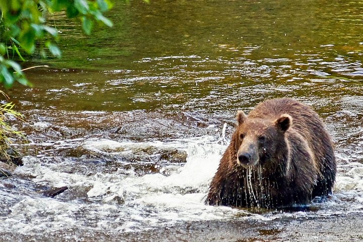 Visita a la isla de Chichagof: búsqueda del oso pardo