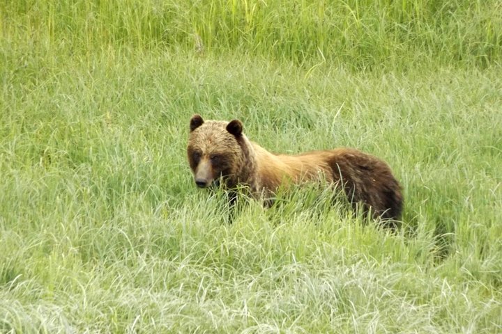 Visita a la isla de Chichagof: búsqueda del oso pardo