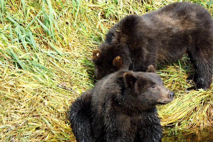 Visita a la isla de Chichagof: búsqueda del oso pardo