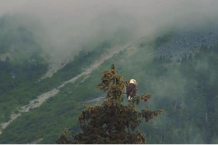 FRA HAINES - Alaska Wildlife Voyageur Kano Safari