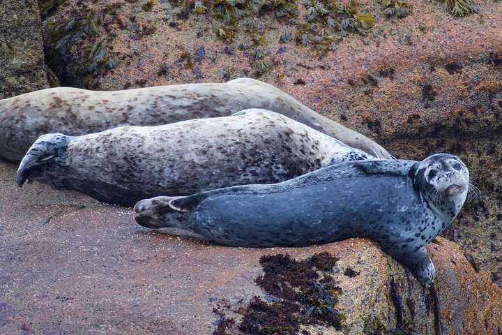Kenai Fjords und Resurrection Bay – halbtägige Bootstour mit Tierbeobachtung